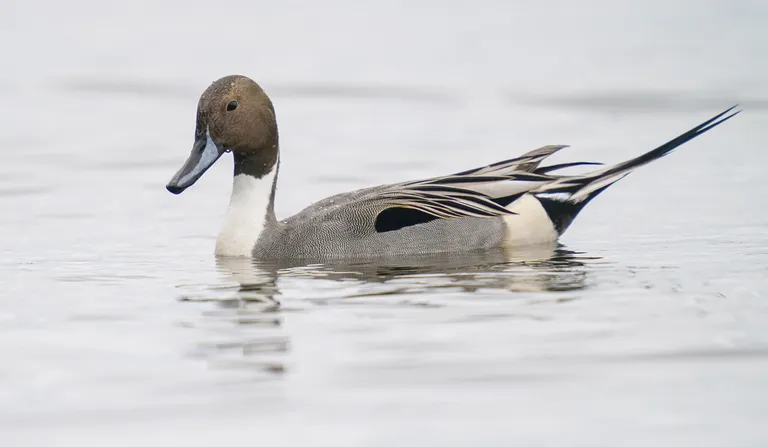Northern Pintail, male