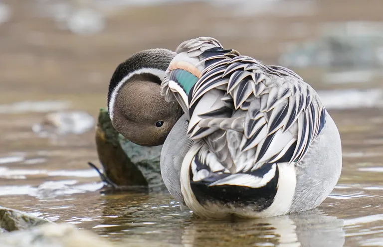 Northern Pintail, male