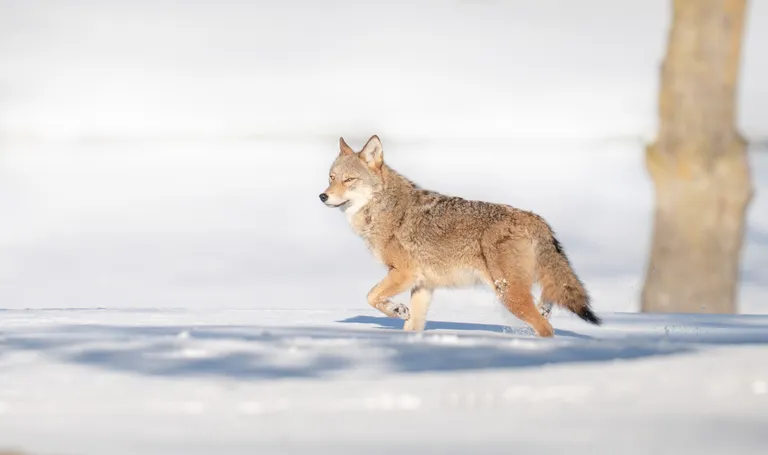 Coyote