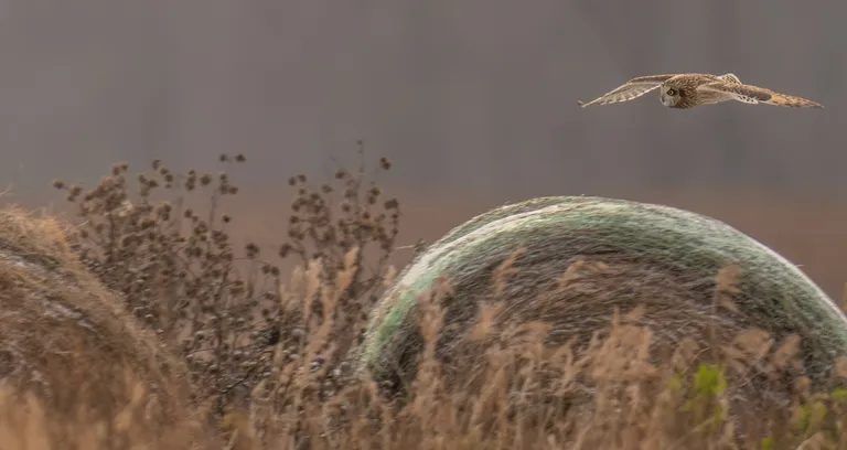 Short-eared Owl