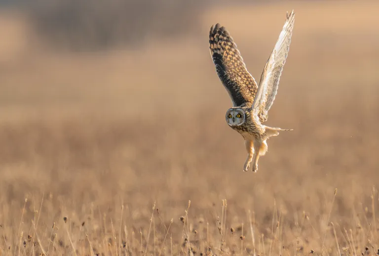 Short-eared Owl