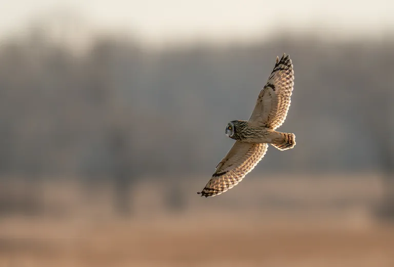 Short-eared Owl