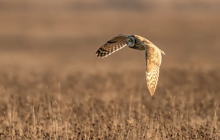 Short-eared Owl