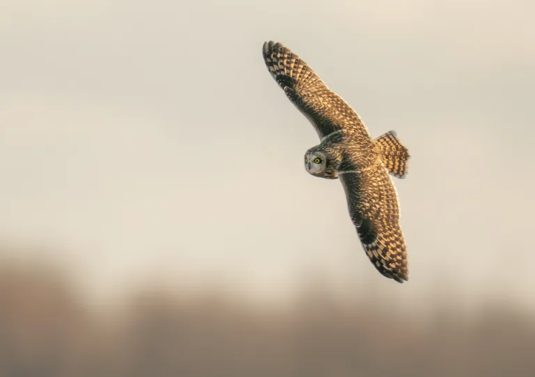 Short-eared Owl