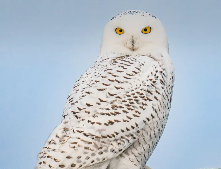 Snowy Owl