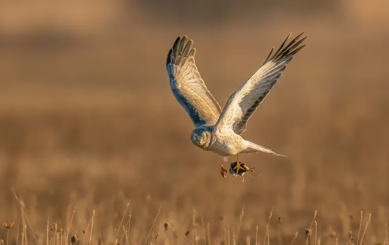 Northern Harrier