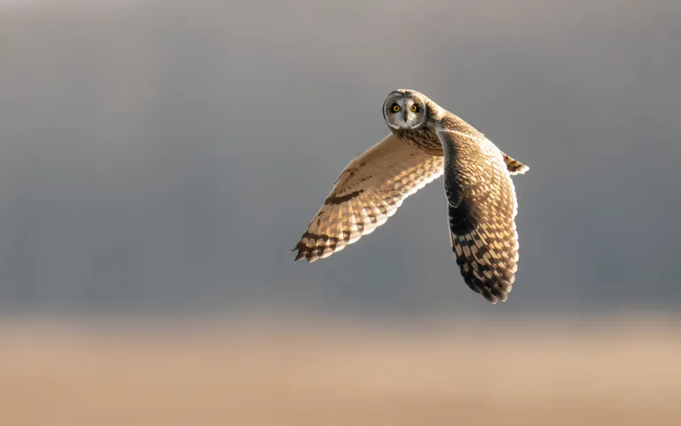 Short-eared Owl