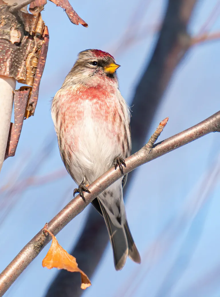 Common Redpoll, male
