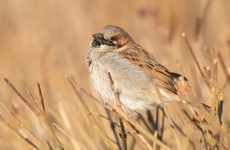 House Sparrow, male