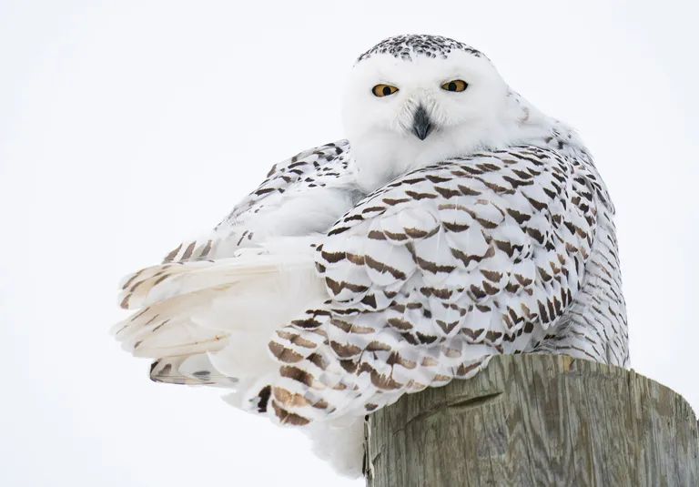Snowy Owl