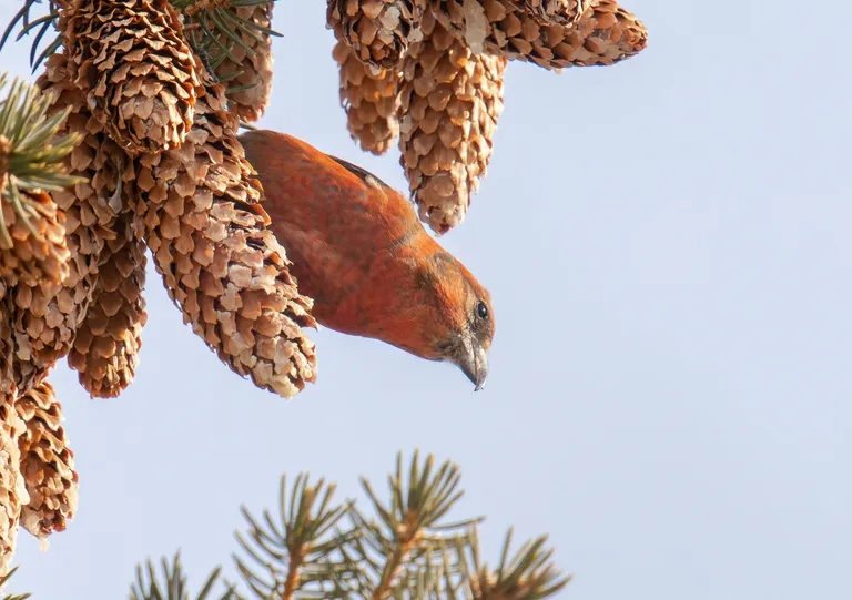 Red Crossbill, male