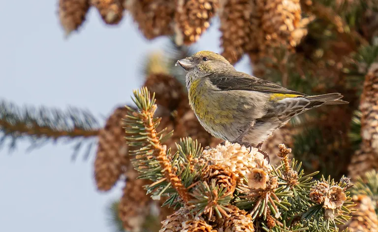 Red Crossbill, female