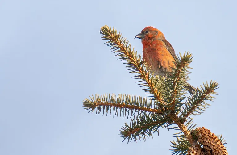 Red Crossbill, male