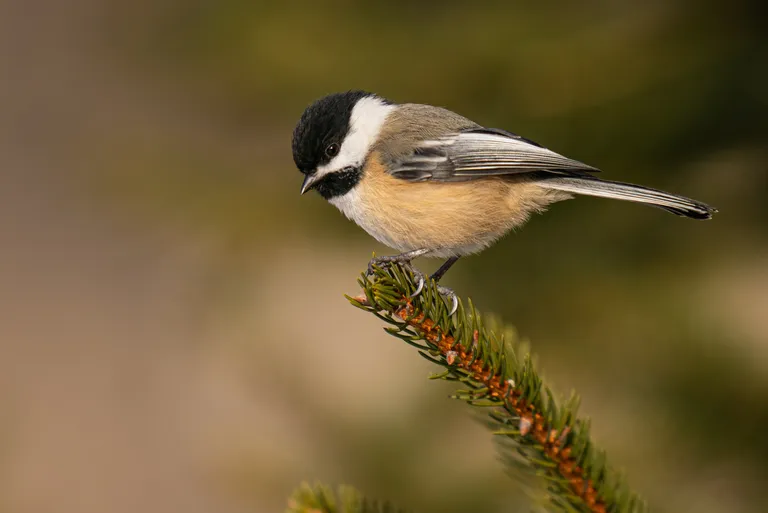 Black-capped Chickadee