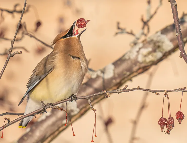 Cedar Waxwing