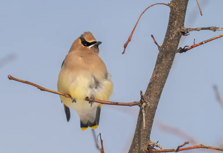 Cedar Waxwing