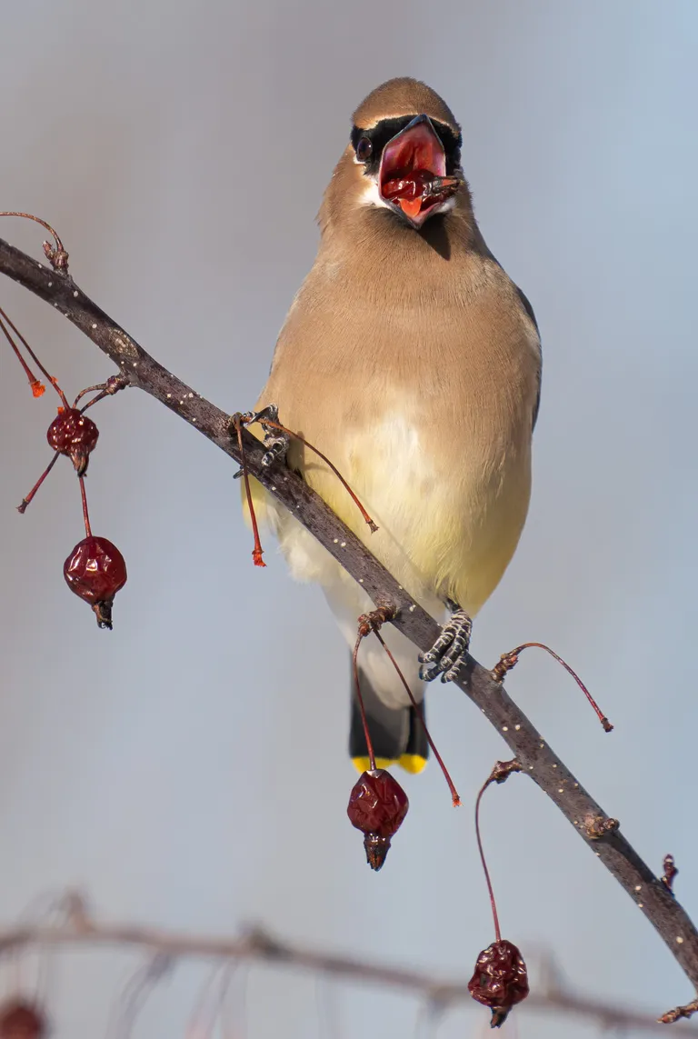 Cedar Waxwing