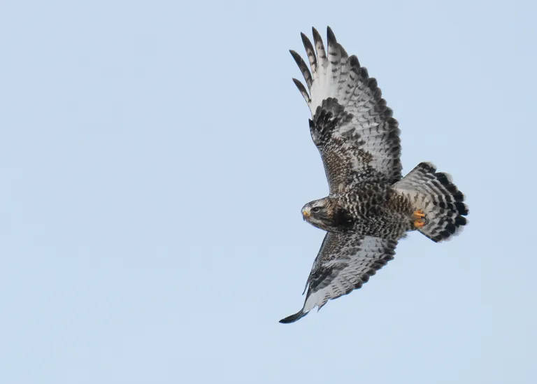 Rough-legged Hawk