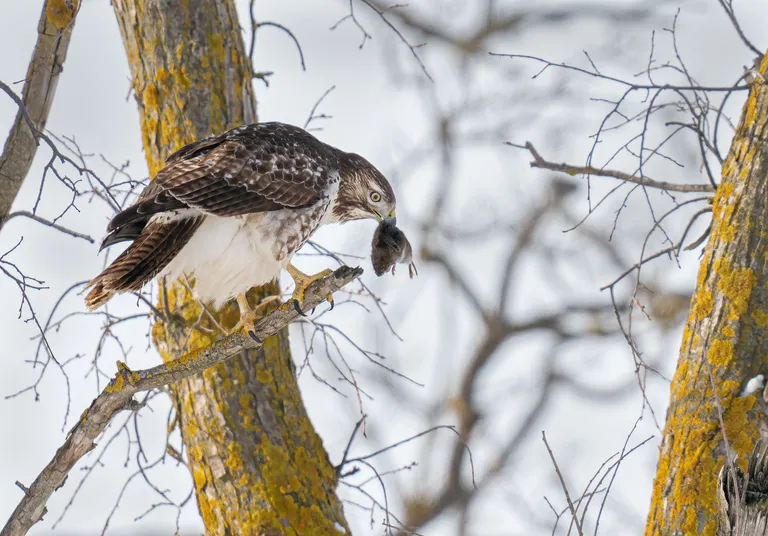 Red-tailed Hawk, juvenile