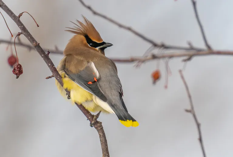 Cedar Waxwing