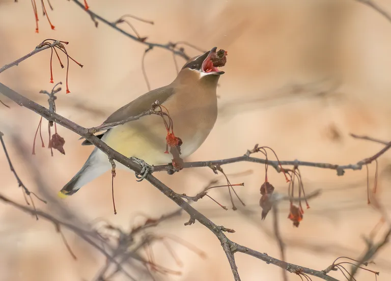Cedar Waxwing