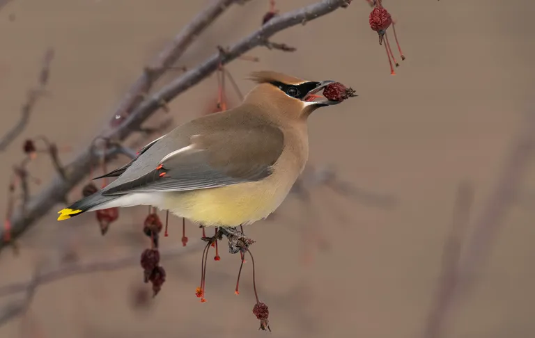 Cedar Waxwing
