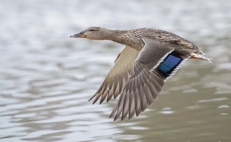 Mallard, female