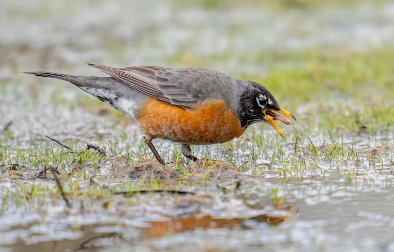American Robin