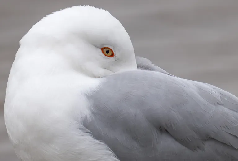 Ring-billed Gull