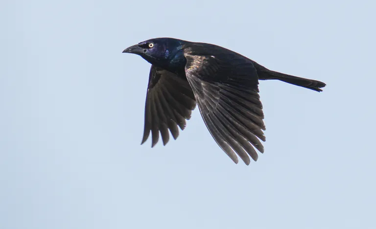 Common Grackle