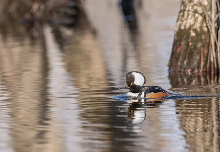 Hooded Merganser, male