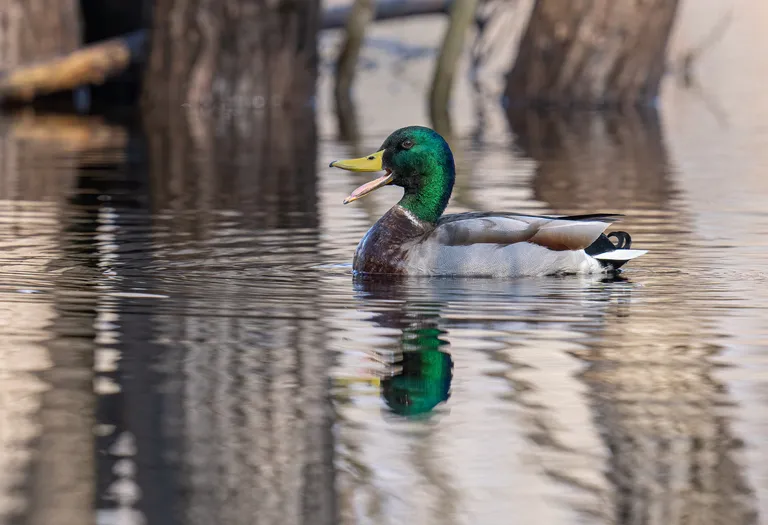 Mallard, male