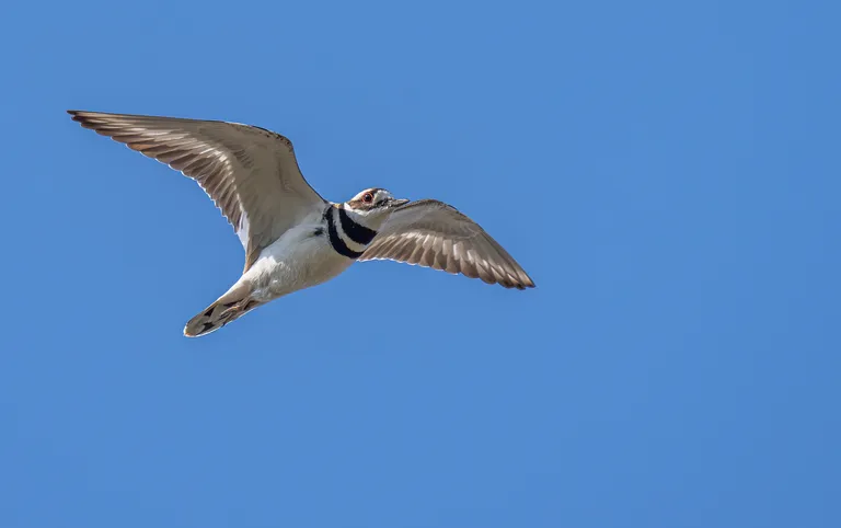 Killdeer