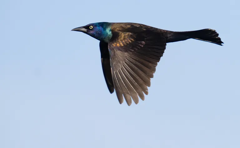 Common Grackle