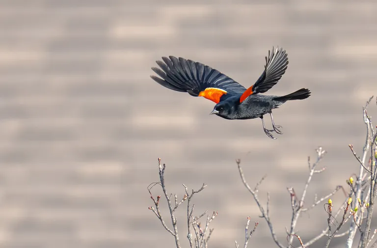 Red-winged Blackbird, male