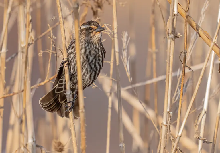 Red-winged Blackbird, female