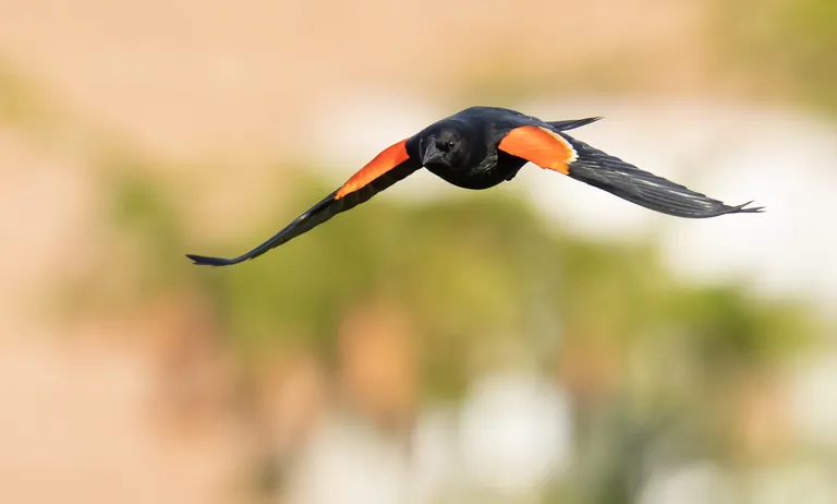 Red-winged Blackbird, male