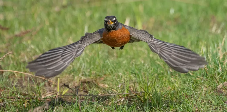 American Robin