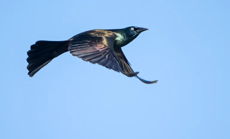Common Grackle