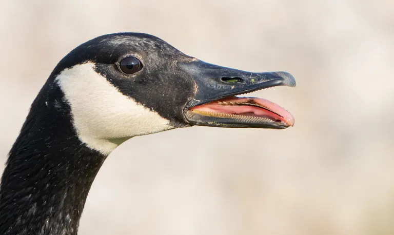 Canada Goose