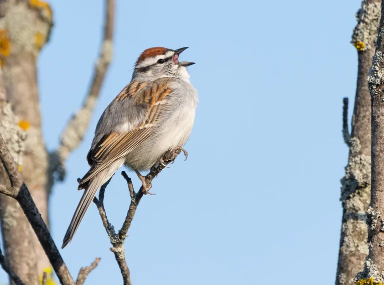 Chipping Sparrow