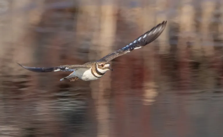 Killdeer