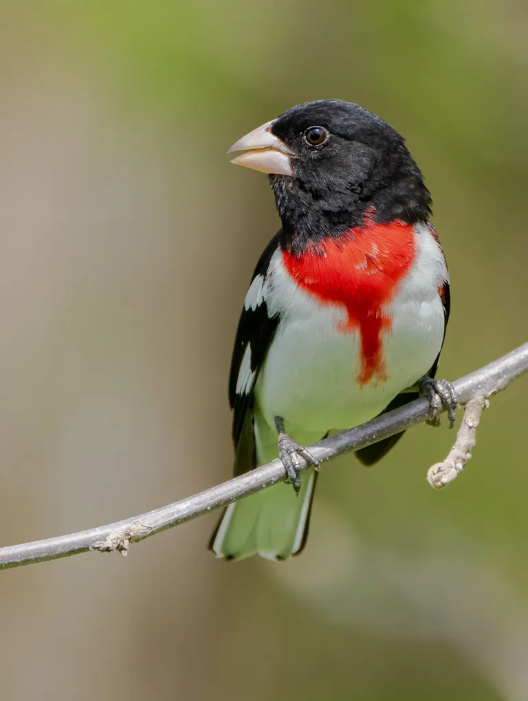 Rose-breasted Grosbeak, male