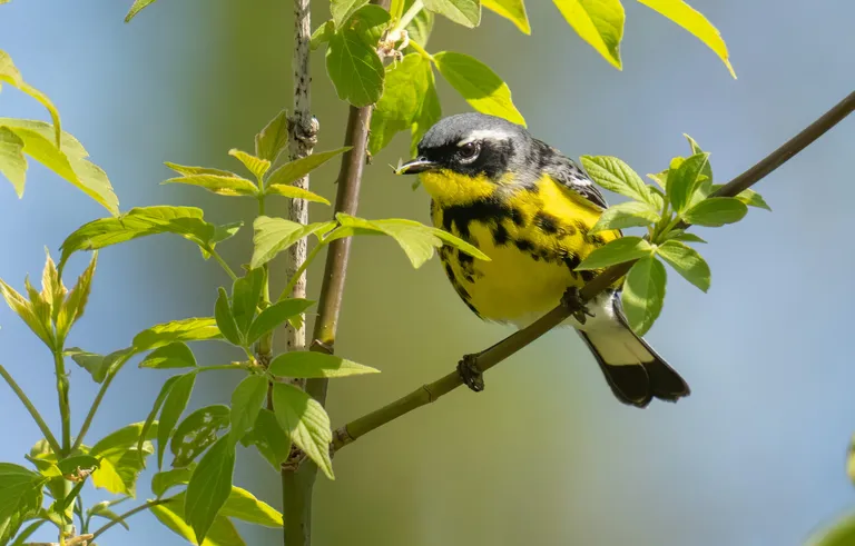 Magnolia Warbler, male