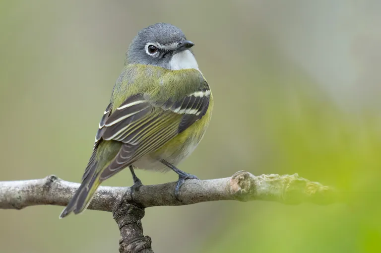Blue-headed Vireo