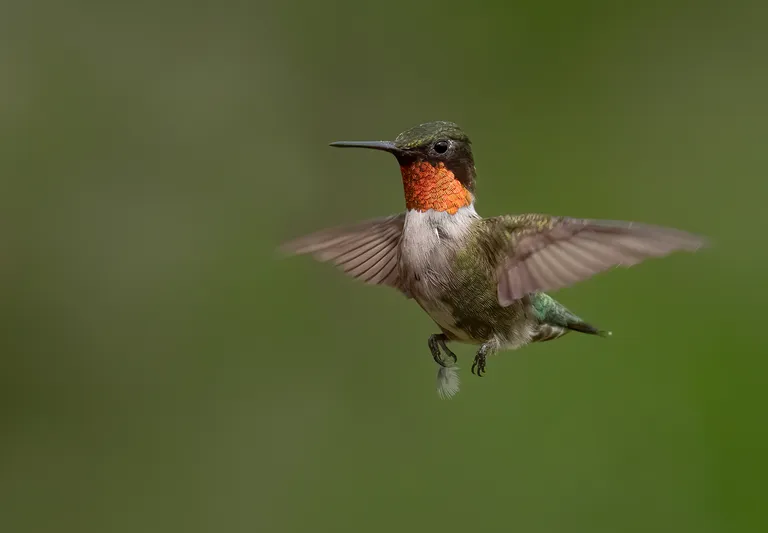 Ruby-throated Hummingbird (male)