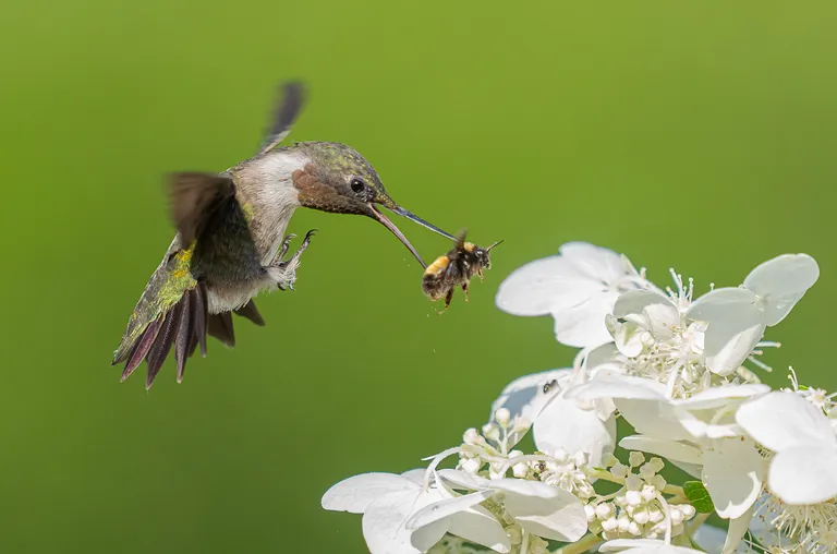 Ruby-throated Hummingbird