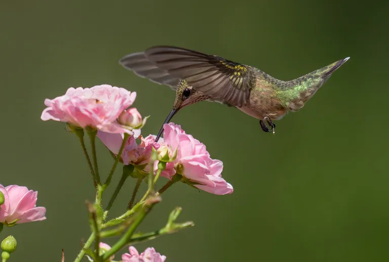 Ruby-throated Hummingbird