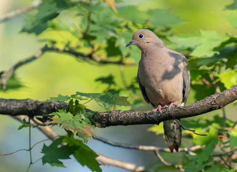Mourning Dove