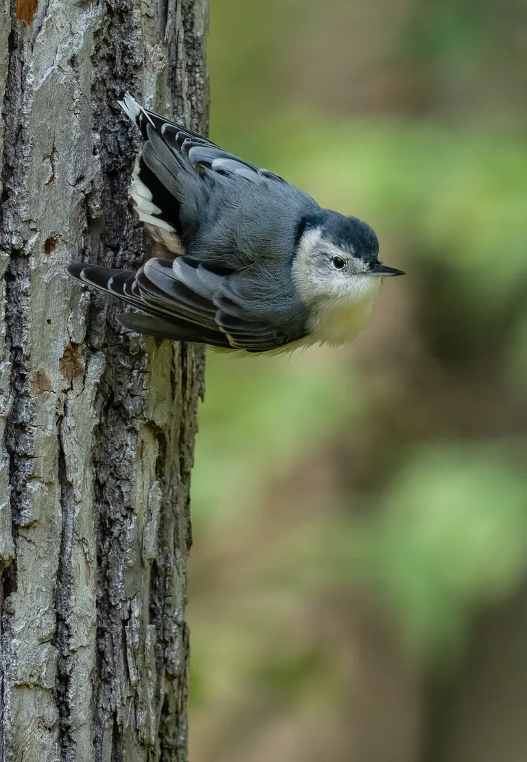 White-breasted Nuthatch